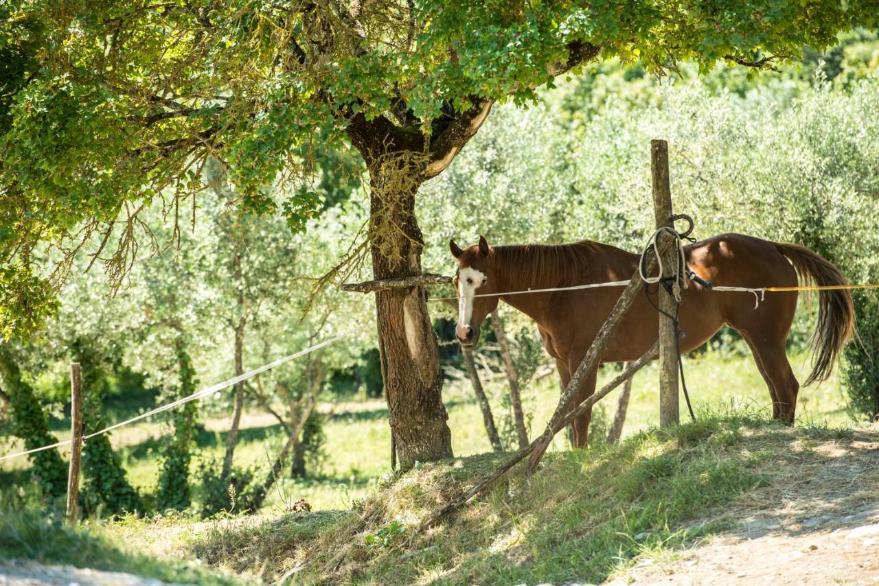 Agriturismo Fattoria Lavacchio Pontassieve Buitenkant foto